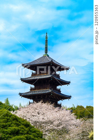 備中国分寺の春 桜と五重塔5 岡山県総社市 備中国分寺の春 桜と五重塔5 岡山県総社市 120955363
