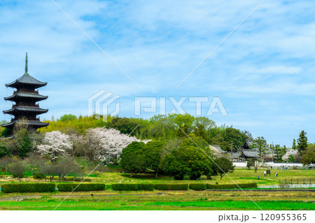 備中国分寺　春の風景　岡山県総社市 120955365
