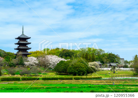 備中国分寺 春の風景 岡山県総社市 備中国分寺 春の風景 岡山県総社市 120955366