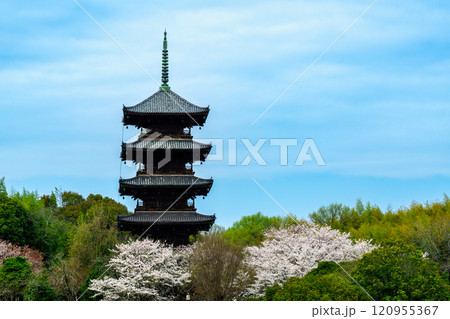 備中国分寺の春　桜と五重塔6　岡山県総社市 120955367