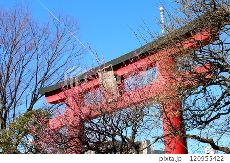 亀戸天神の梅まつり 赤い鳥居と紅梅 うめ 亀戸天満宮 東京都江東区亀戸 亀戸天神の梅まつり 赤い鳥居と紅梅 うめ 亀戸天満宮 東京都江東区亀戸 120955422