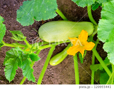 Zucchini plant. Zucchini with flower and fruit in field. Zucchini plant. Zucchini with flower and fruit in field. 120955441