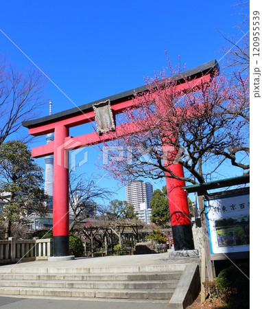 亀戸天神の梅まつり 赤い鳥居と紅梅とスカイツリー うめ 亀戸天満宮 東京都江東区亀戸 亀戸天神の梅まつり 赤い鳥居と紅梅とスカイツリー うめ 亀戸天満宮 東京都江東区亀戸 120955539