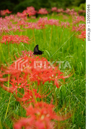 曼珠沙華の赤い花、日本の秋 曼珠沙華の赤い花、日本の秋 120955646