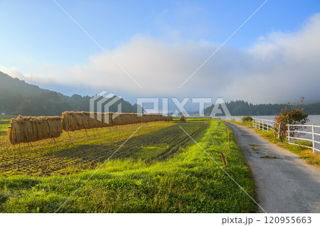 朝日を浴びる水田【木崎湖畔】 120955663