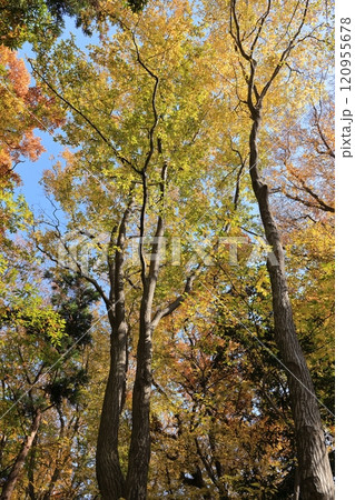 自然　植物　イヌシデ、高さ二十メートルほどにもなる落葉高木。本州や四国、九州の雑木林でよく見られます 120955678