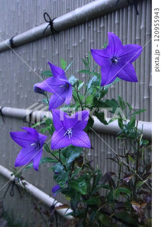 竹垣を背景に咲くキキョウの花 竹垣を背景に咲くキキョウの花 120955943