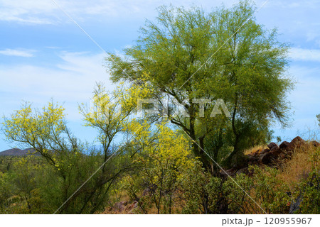 Palo Verde Tree, Sonora Desert, Spring and in bloom Palo Verde Tree, Sonora Desert, Spring and in bloom 120955967