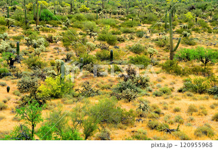 Central Sonora Desert Arizona Central Sonora Desert Arizona 120955968
