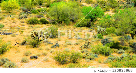 Central Sonora Desert Arizona Central Sonora Desert Arizona 120955969