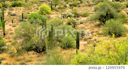 Central Sonora Desert Arizona Central Sonora Desert Arizona 120955970