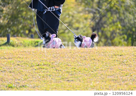 2匹のチワワと散歩する女性 120956124