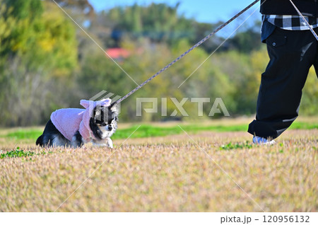2匹のチワワと散歩する女性 120956132