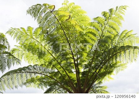 南国に生えるヒカゲヘゴの木 南国に生えるヒカゲヘゴの木 120956140