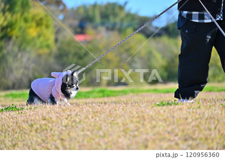散歩拒否！！　歩くのが嫌なチワワ 120956360