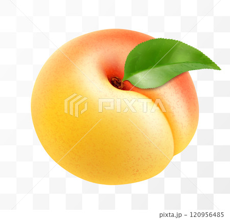 Ripe delicious apricot with leaf isolated on transparent background. Sweet fresh fruit. Realistic 3d illustration 120956485