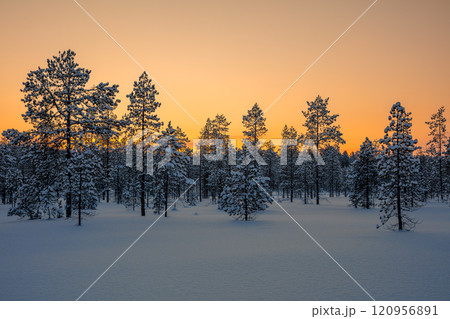 Snowy Polar Forest After Sunset 120956891
