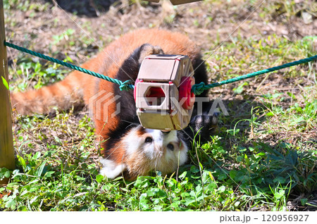 おもちゃで遊ぶ レッサーパンダ おもちゃで遊ぶ レッサーパンダ 120956927