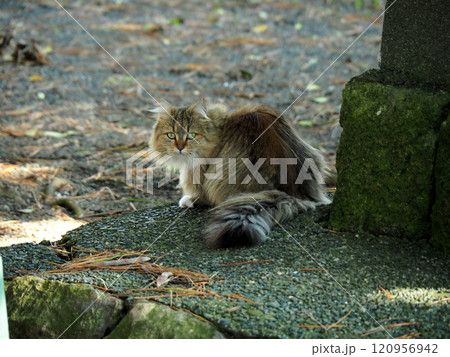 振り向く猫 振り向く猫 120956942