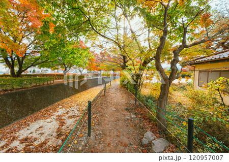 Autumn forest red maple leaf. 120957007