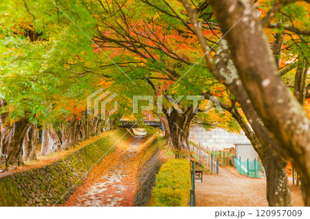 Autumn forest red maple leaf. 120957009