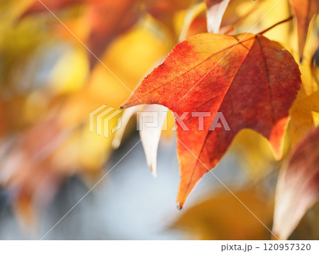 紅葉するトウカエデ 120957320
