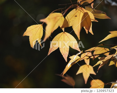 紅葉するトウカエデ 120957323