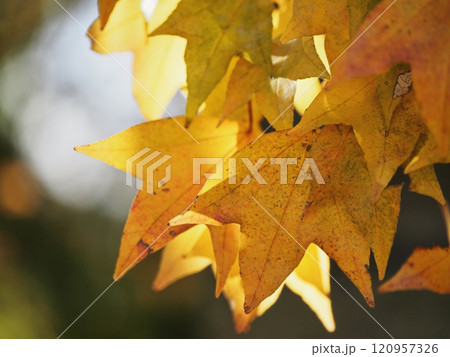 紅葉するトウカエデ 120957326