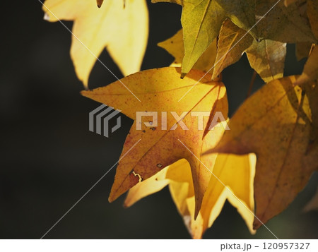 紅葉するトウカエデ 120957327