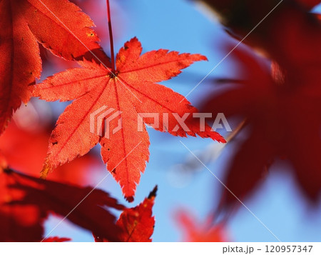 紅葉するイロハモミジ 120957347