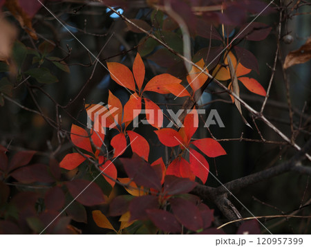 色付いたドウダンツツジ(黄葉&紅葉の灯台躑躅) 色付いたドウダンツツジ(黄葉&紅葉の灯台躑躅) 120957399
