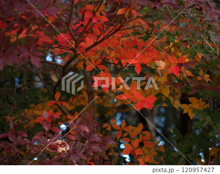 赤と黄色と紫色のドウダンツツジ(紅葉した灯台躑躅) 赤と黄色と紫色のドウダンツツジ(紅葉した灯台躑躅) 120957427