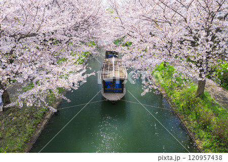 伏見　満開の桜 120957438