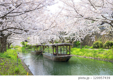 伏見 満開の桜 伏見 満開の桜 120957439