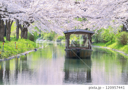 伏見　満開の桜 120957441