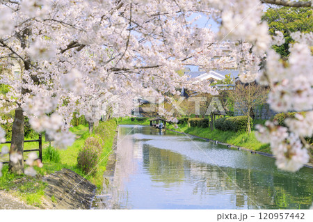 伏見 満開の桜 伏見 満開の桜 120957442