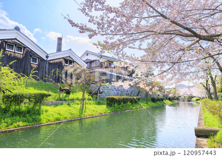 伏見 満開の桜 伏見 満開の桜 120957443