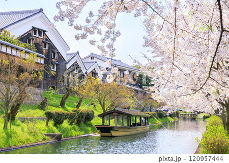 伏見 満開の桜 伏見 満開の桜 120957444