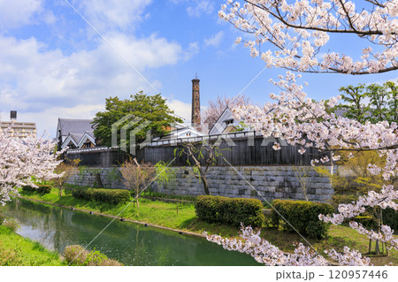 伏見 満開の桜 伏見 満開の桜 120957446