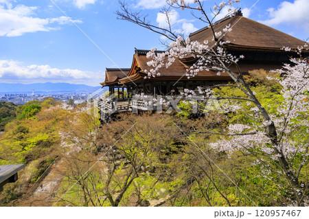 清水寺 満開の桜 清水寺 満開の桜 120957467