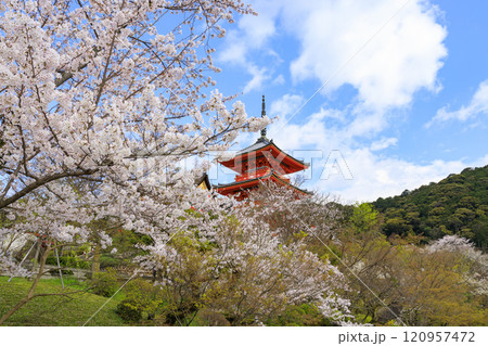 清水寺　満開の桜 120957472