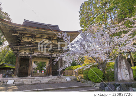 三井寺 桜 満開 三井寺 桜 満開 120957720