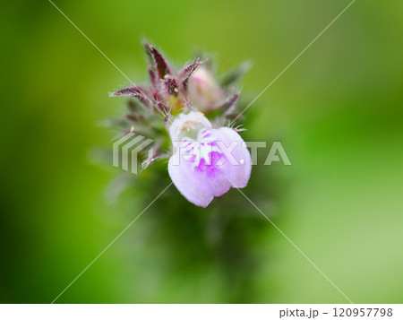 キツネノマゴの花 120957798