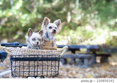秋の公園と自転車の前カゴに入った2匹のヨークシャテリア 秋の公園と自転車の前カゴに入った2匹のヨークシャテリア 120958143