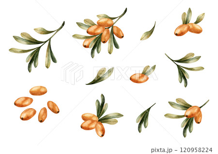 Sea buckthorn branches with orange berries and green leaves. Medicinal plant. Set of watercolor hand drawn isolated floral illustrations for fall design, botanical prints, medicinal herbs package 120958224