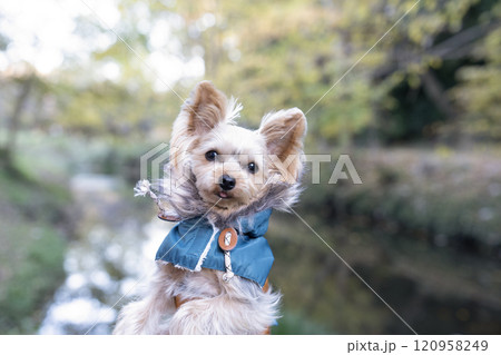 冬の公園とヨークシャテリア 冬の公園とヨークシャテリア 120958249