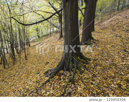 colorful autumn deciduous beech tree tree forest with ground covered with orange and yellow fallen leaves 120958306