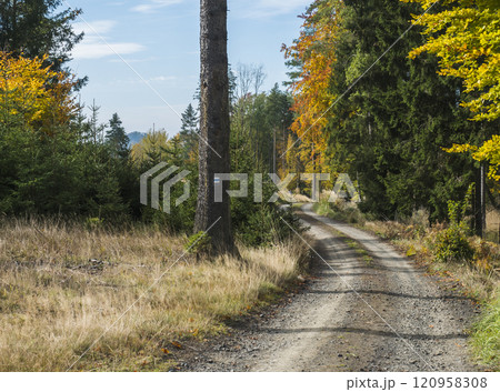 Dirt road in colorful autumn deciduous beech tree and spruce tree forest with blue tourist sign on tree trunk. 120958308