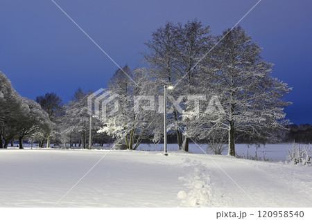 a serene winter evening with snow-covered trees illuminated by soft streetlights 120958540