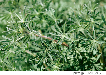 Lupine arborescens, Lupinus cosentinii Guss 120959178